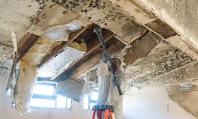 Best Asbestos and Lead Testing During Mold Inspection  in Union, NJ